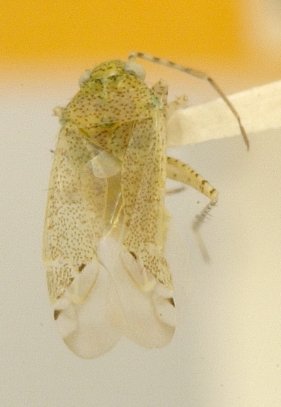 Pseudatomoscelis seriatus thumbnail